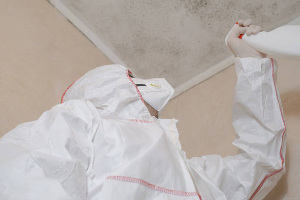 Best Post-Flood Mold Remediation in Coldstream, KY