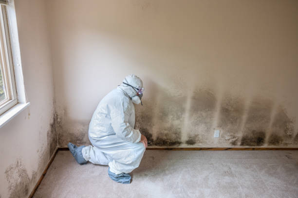 Best Mold Remediation for Specific Building Types in Coldstream, KY