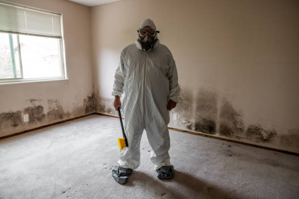 Best Basement Mold Remediation in Coldstream, KY